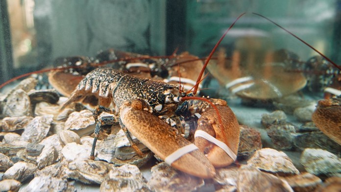 Homár (ilustračná snímka)