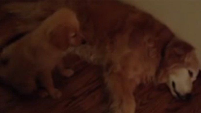 Šteňa upokojuje staršieho kamaráta