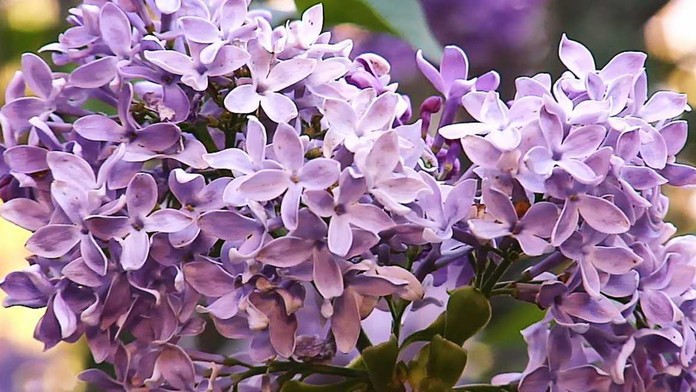 Na západe Slovenska rozkvitol orgován 