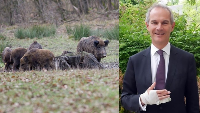 Vľavo ilustračná snímka divých svíň, vpravo veľvyslanec Leigh Turner so zranením.