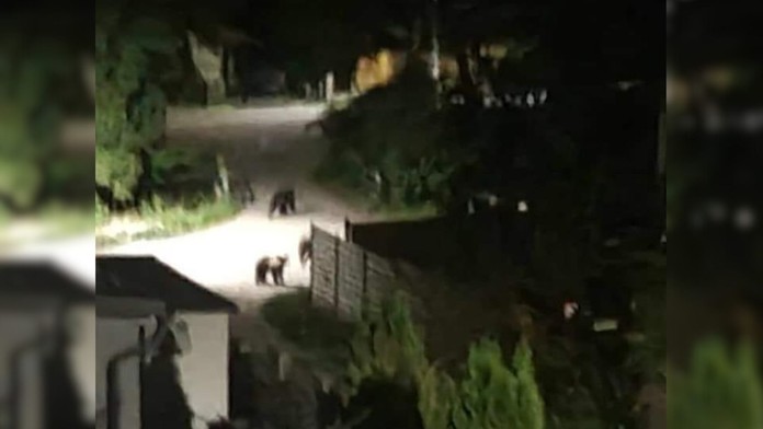 Medvede v strede Kľačna.