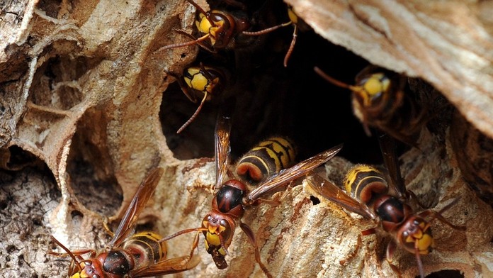 Sršne - ilustračné foto.