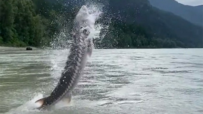 Z vody vyskočil obrovský jeseter