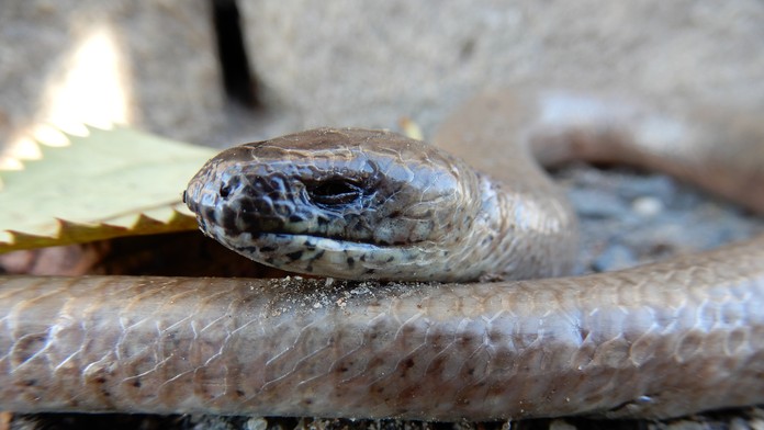 Ilustračná snímka