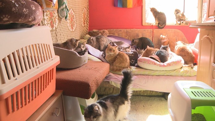 Pred vojnou neutekajú len ľudia, ale aj zvieratá. Dve Ukrajinky zachránili 34 mačiek a psíkov