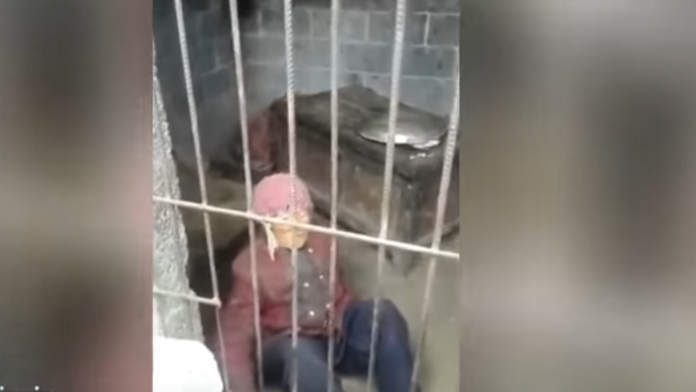 Roky žila v neľudských podmienkach. 