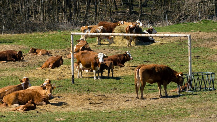 Farmy postihnuté slintačkou získajú kompenzácie. Štát spúšťa výzvu na odškodnenie