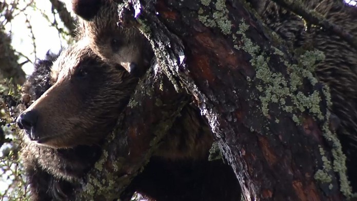 Sedím si na konári a je mi dobre. Medvedica s mláďatami pobavila ľudí v Starom Smokovci