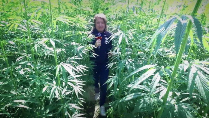 Konopa tam rastie na veľkom poli.