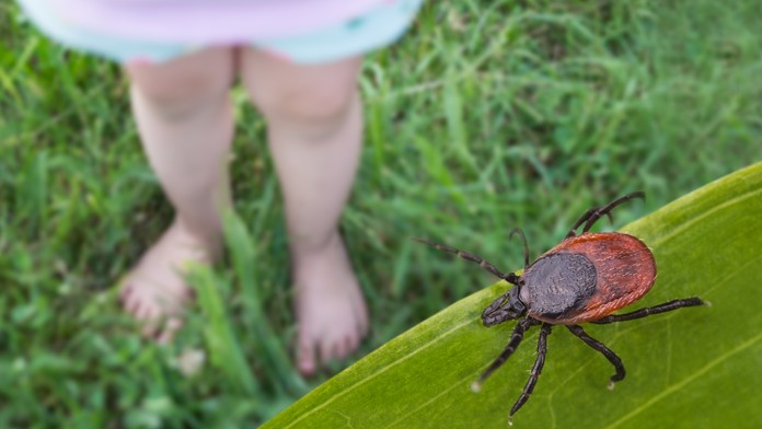 Každý štvrtý vraj prenáša boreliózu. Kliešte najviac číhajú na miestach, kde by sme to asi nečakali