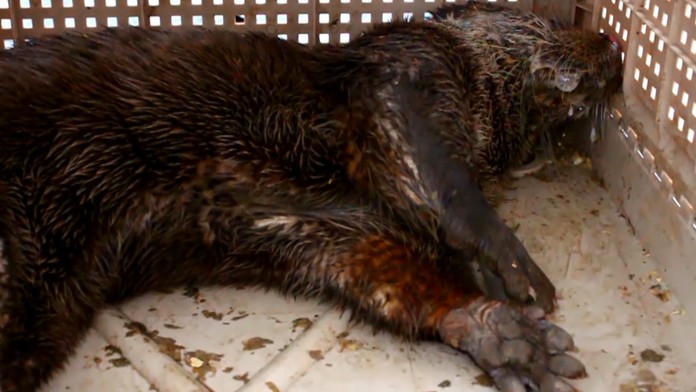 Zábery, na ktoré sa ťažko pozerá. Na Kysuciach našli otrávenú umierajúcu vydru