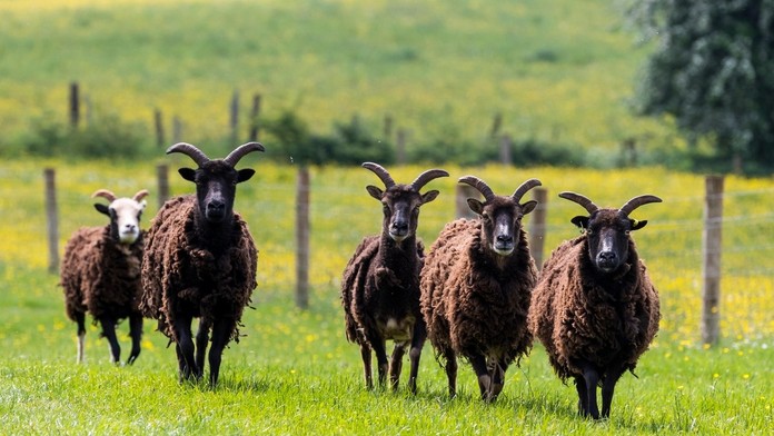 Ľudia sú v rebríčku vernosti na 7. mieste hneď za bobrami. Prvú aj poslednú priečku by zrejme uhádol málokto