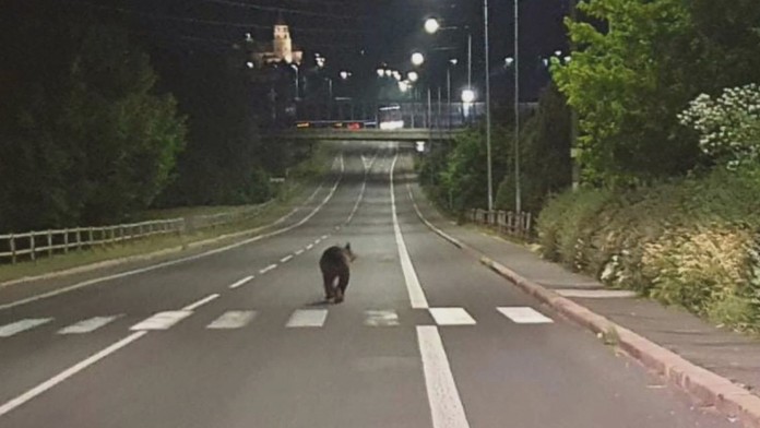 Nie je to dávno, čo fotograf zachytil šelmu, ako si vykračuje  po hlavnej ceste v Žiari nad Hronom.