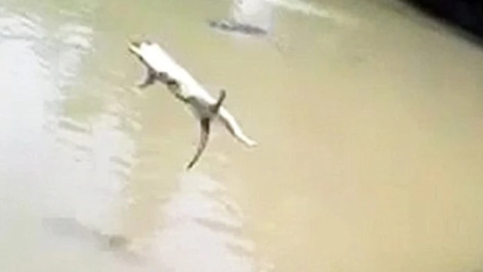 2982138900000578-3118575-Cruel_A_shocking_video_has_captured_the_moment_a_cat_was_thrown_-a-4_1433956652864.jpg