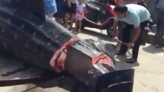 Tak to je príšerné. Zaživa rezali žraloka na kúsky a predávali ho na trhu.