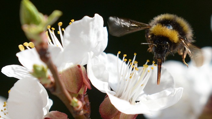 Čmeliak prilieta na rozkvitnutý kvet marhule. 