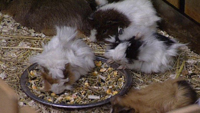 19 Ziada kastraciu INTRO.transferweb_jpg_bez_watermarku_1.jpg