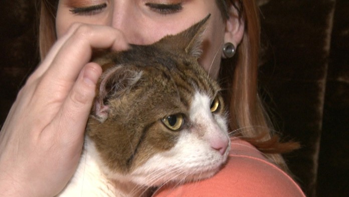 Mačka, ktorá lieči.