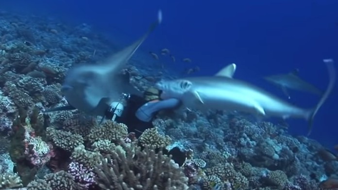 Žralok strhol potápačovi masku.
