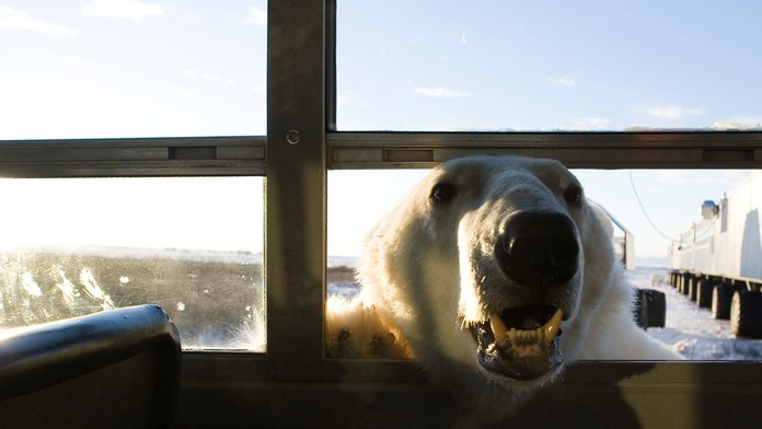 Kanaďan sa vrhol na ľadového medveďa, ktorý zaútočil na jeho manželku. Pri nerovnom boji utrpel vážne zranenia