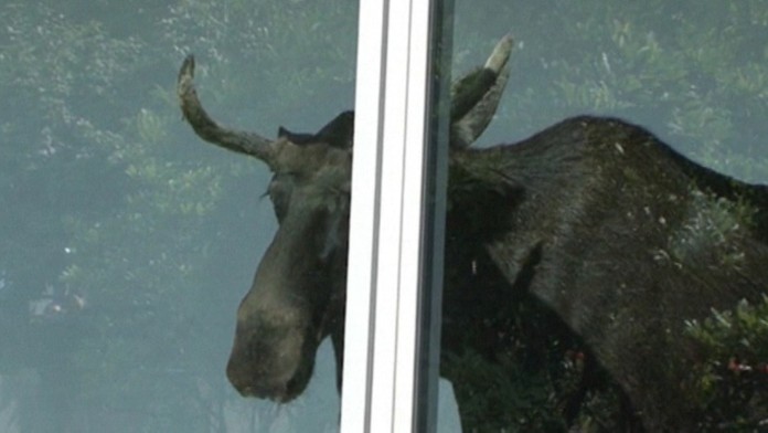 19 ZAHR Los v Drazdanoch.transferweb_jpg_bez_watermarku_1.jpg