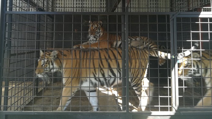 Tigre cirkusu Šimek.