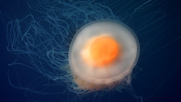 Medúza, ktorá vyzerá ako vajíčko