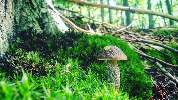 17 BB Halu povolila obec.transfer_tvnoviny.mp4