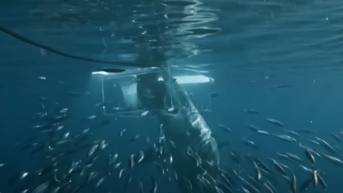 Zábery, z ktorých tuhne krv v žilách: Potápač zázrakom prežil jeden z najdesivejších stretov so žralokom