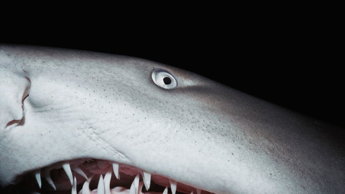 Pátranie po zmiznutej turistke sa skončilo tragicky. Jej pozostatky objavili v tele žraloka