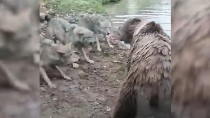 Konflikt medzi vlkmi a medveďmi v holandskej zoo.