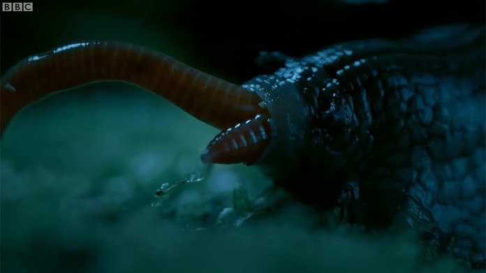 Slimák si pochutnával na dážďovke.