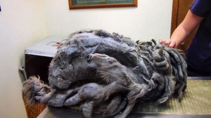 Zanedbaný kocúr Bob Marley