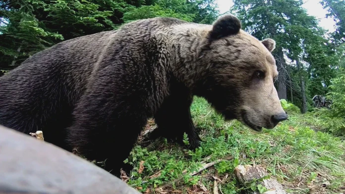 Medveď.