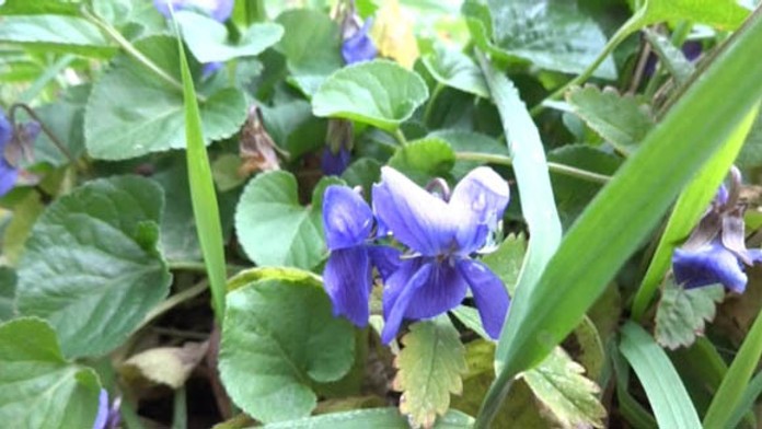 V IIave rastú fialky v novembri