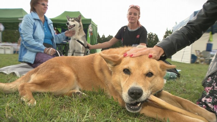 Záujem o adopciu psíkov rastie. Aj vďaka tomu sa môže vyriešiť problém s preplnenými útulkami