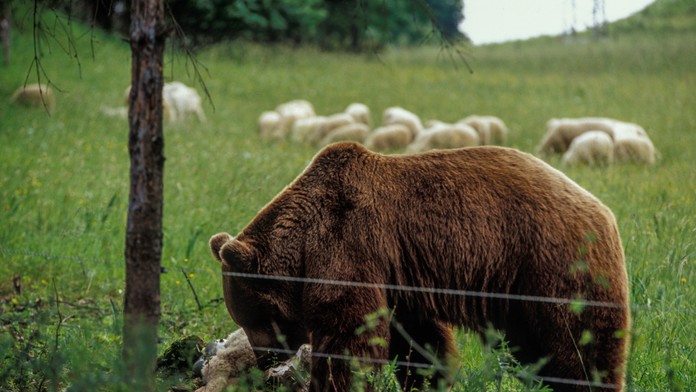 Medveď v obci Poruba strhol ovcu. Zásahový tím ihneď podnikol opatrenia