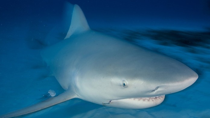 Žralok (ilustračná snímka)