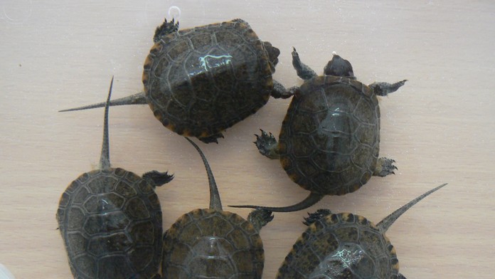 Mláďatá korytnačky močiarnej