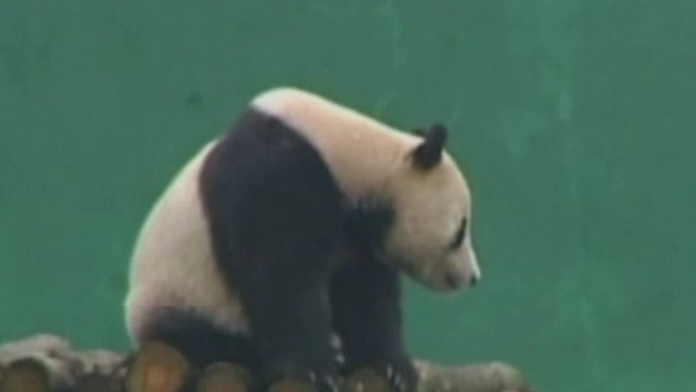 panda.png