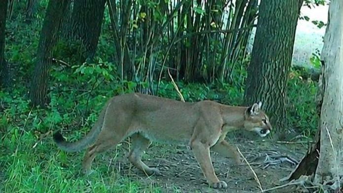 Pri hraniciach s Českom sa pohybuje puma. Šelmu zaznamenali fotopasce