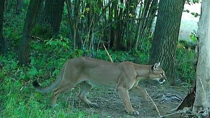 Pri hraniciach s Českom sa pohybuje puma. Šelmu zaznamenali fotopasce
