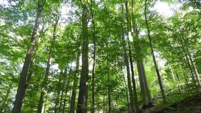 Prírodná rezervácia Rožok.