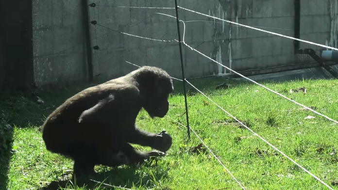 Gorila skúma elektrický plot.