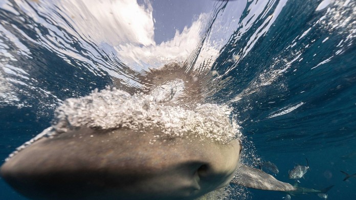 VIDEO: Muž ako zázrakom prežil útok žraloka. Jeho boj s predátorom zachytila kamera
