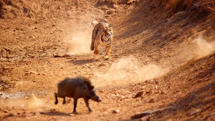 VIDEO: Tiger s diviakom skončili v dedinskej studni. Naháňačka mala nečakaný koniec