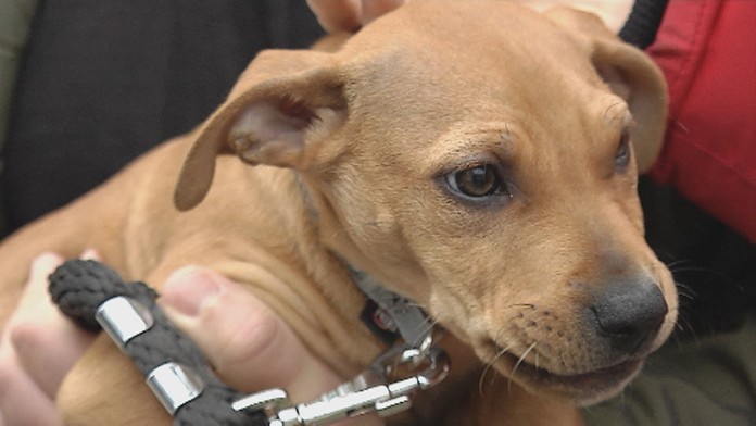 Rozkošnému psíkovi dali meno Nathan. 