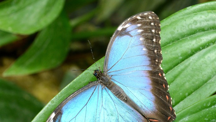 Motýle v Košiciach.