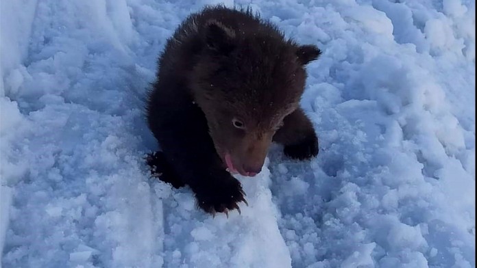 Medvedík uzavrel celú dolinu. 