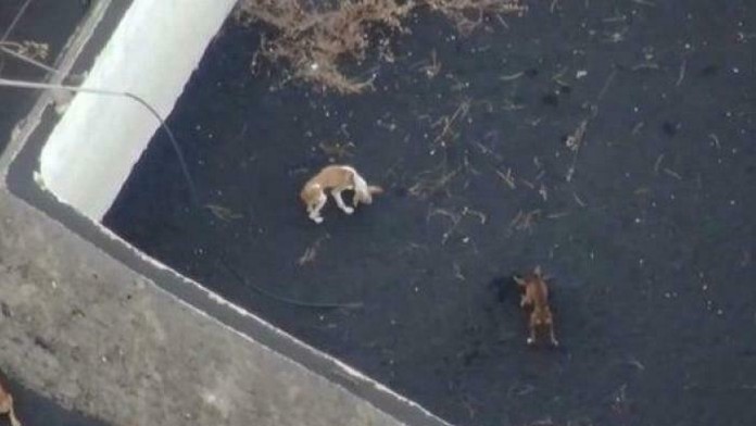 Uväznené psy na ostrove La Palma